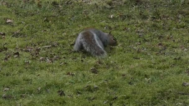 灰色松鼠在草坪上挖食物在冬天 — 图库视频影像