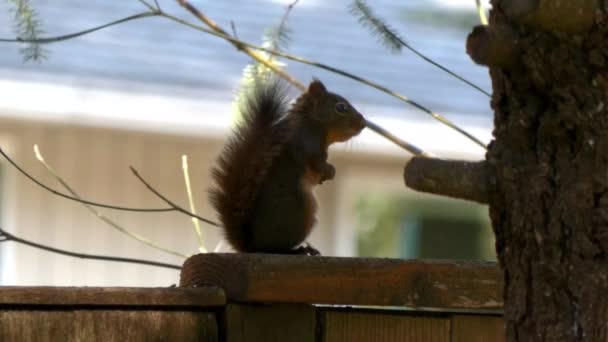 Pequeña ardilla roja se para en la cerca mirando a su alrededor — Vídeo de stock