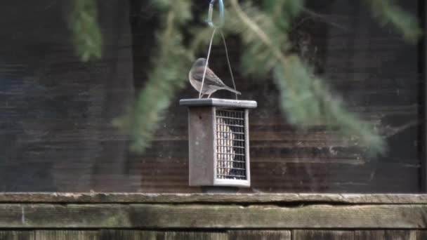Маленькая темноглазая птичка джунко сидит на кормушке — стоковое видео