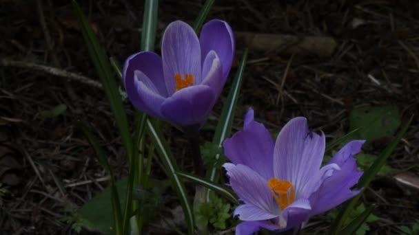 Zoom auf zwei kleine Krokusse im Schatten — Stockvideo