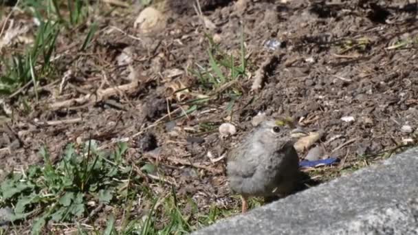 Pequeño pájaro picoteando y sentado en la tierra en el patio — Vídeos de Stock