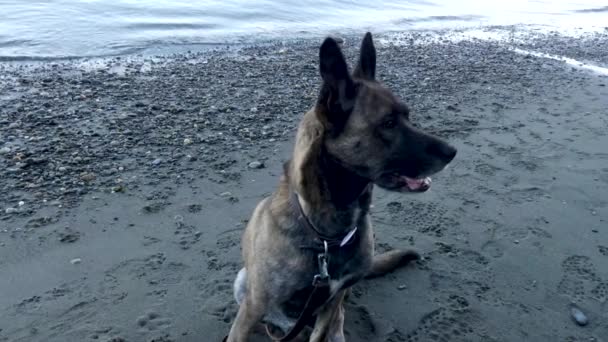 Hund sitzt am Ufer und schaut sich am Strand um — Stockvideo
