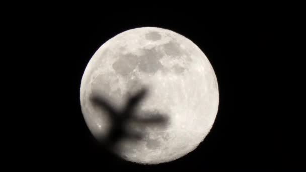 Petite branche devant la pleine lune — Video