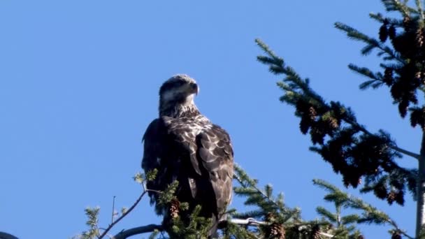 Primer plano de águila juvenil sentada en las copas de los árboles — Vídeos de Stock