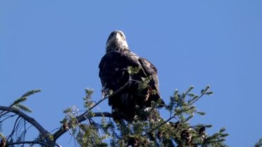 çam ağacının üstünde oturan genç kartal