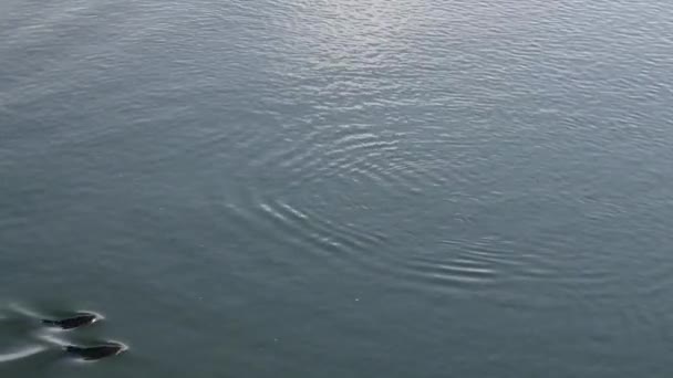 Дельфины плавают в пюре звук весной — стоковое видео