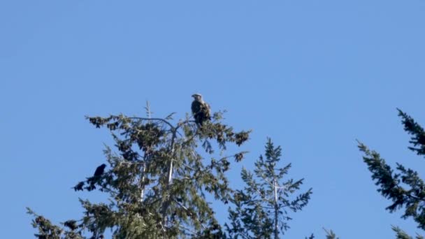 Parte superior del árbol con águila juvenil en primavera — Vídeos de Stock