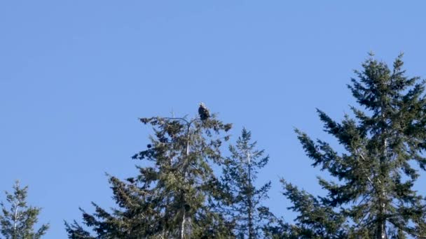 Young juvenile eagle sitting at top of tree tops — Stock Video