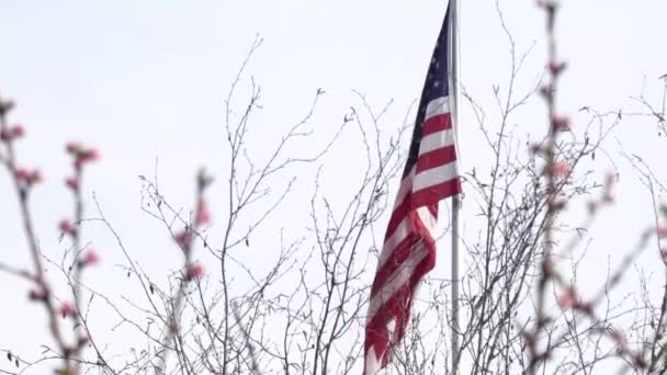 Bandera sobre el árbol de primavera florece ondeando en el viento — Vídeos de Stock