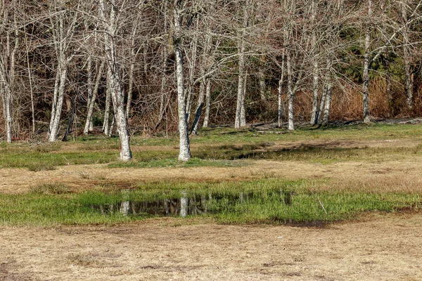 Puddle en hierba muerta reflejando árboles blancos pálidos —  Fotos de Stock