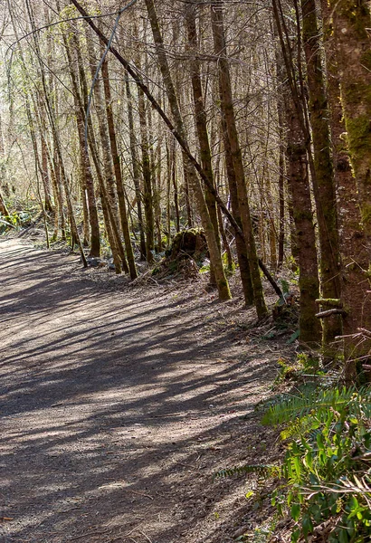 Forest trail with the sun shining brightly through it — Stock Photo, Image