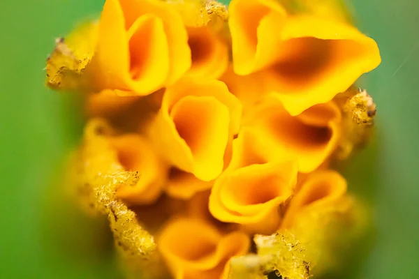 Detalle macro flor amarilla en verde — Foto de Stock