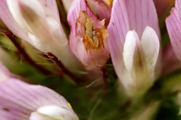 Violeta blanco amarillo macro flor — Foto de Stock