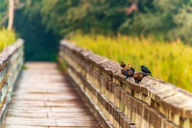 çimenin içinde Boardwalk üzerinde kuşlar, Mashland