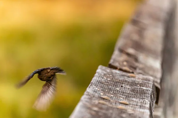 Pták odlétající z dřevěných zábradlí v mokřadech — Stock fotografie