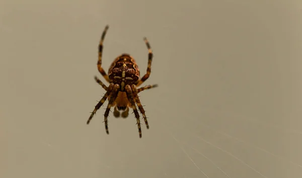 Araña con dibujos marrones en la web —  Fotos de Stock