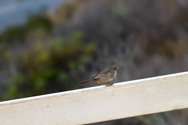 Petit profil d'oiseau brun — Photo