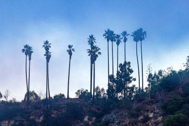 mavi gökyüzü ve sis karşı palmiye ağaçları