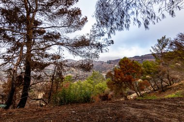 Los Angeles yangın ve kuraklık Hillside hasar 