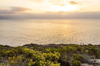manzara ile Pasifik Okyanusu bakan uçurumda çiçeklenme kır çiçekleri