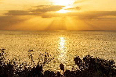 Pasifik üzerinde güneş ışınları ile parlak gündoğumu bakan uçurumda bitkilerin silüeti
