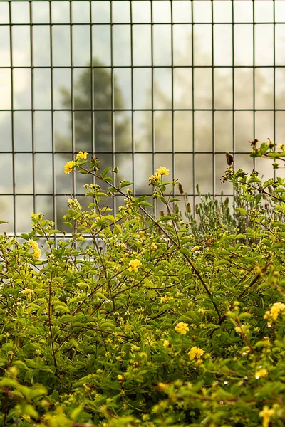 Tel bir ızgara karşı sarı Lantana bir Bush — Stok fotoğraf