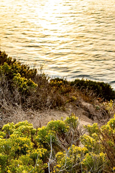 Westelijke wallflowr bloeiend op klip met vreedzame oceaan met wild gras en onkruid — Stockfoto