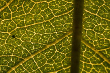 Mikro makro desen yeşil yaprak