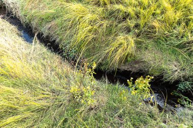 bir Santuary bir Gully boyunca çim ve su