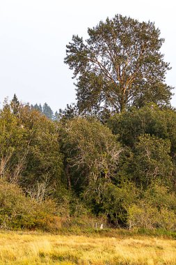 kuş cenneti ve sulak alanlarda orman