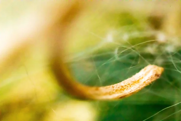 macro white green yellow webbed stamen