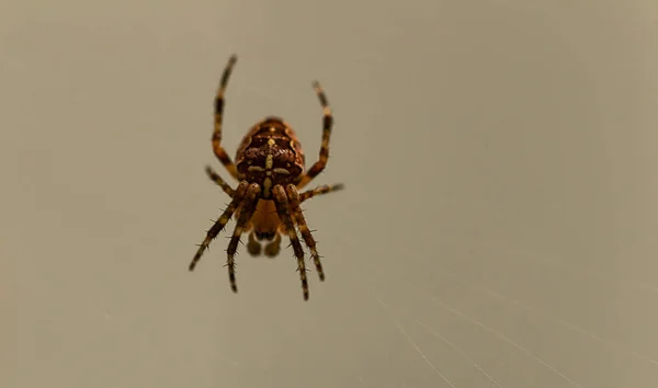 Hnědý vzorený pavouk na webu — Stock fotografie