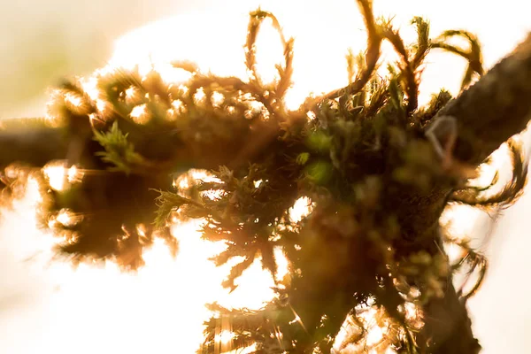 Güneş ışığı bokeh ile şube yosun — Stok fotoğraf