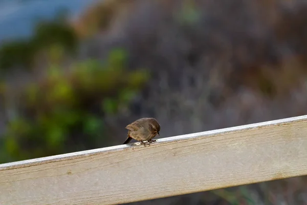 Petit oiseau brun perché sur la rampe — Photo