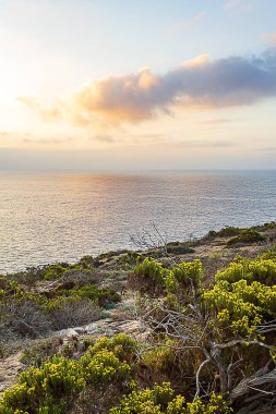 manzara ile Pasifik Okyanusu bakan uçurumda çiçeklenme kır çiçekleri
