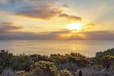 Pasifik Okyanusu 'na bakan uçurumun tarafında kaktüs ile Batı Wallflower çiçeklenme