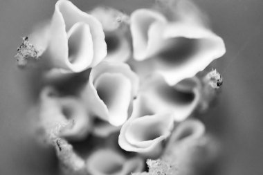 birden fazla siyah ve beyaz çiçek makro