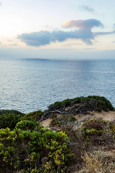 Pasifik Okyanusu görünümü ile uçurum yan bitkiler — Stok fotoğraf