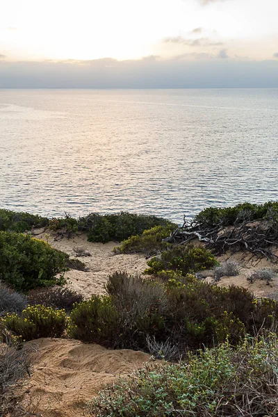 Struiken en wilde bloemen op klif kant overooking de Stille Oceaan — Stockfoto