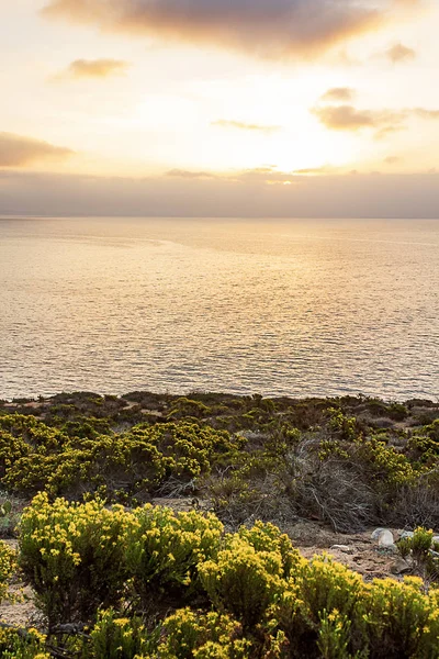 从悬崖边的太平洋上的日出与盛开的野花 — 图库照片