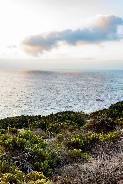 Western wallflowr against pacific ocean in the morning — стоковое фото