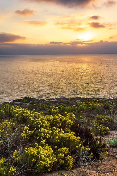 Blooming wilde bloemen op de klif met uitzicht op de Stille Oceaan met Vista — Stockfoto