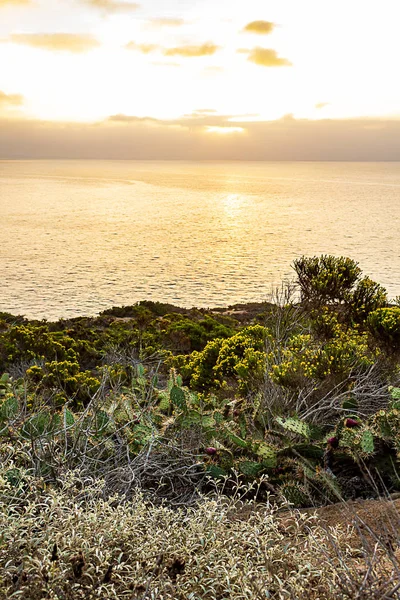 blooming western wallflower with cactus on cliff side overlooking pacific