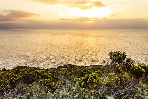 Bloeiende westelijke Wallflower met Cactus op klif kant met uitzicht op de Stille Oceaan — Stockfoto