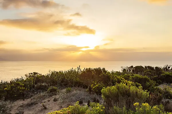 Western wallflowr Blooming op Cliff met de Stille Oceaan bij zonsopgang — Stockfoto