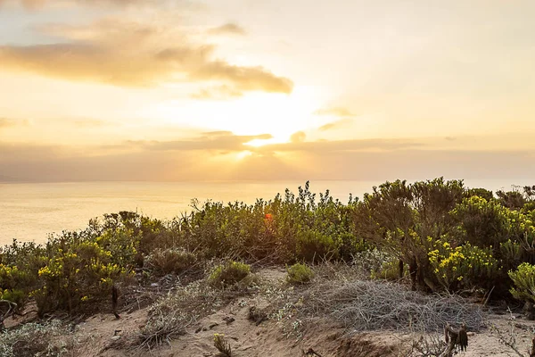 Bloeiende westelijke Wallflower met Cactus op klif kant met uitzicht op de Stille Oceaan — Stockfoto