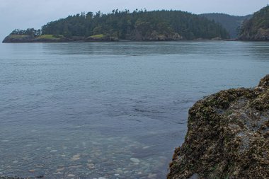 onu kapsayan uzun çam ağaçları ile okyanus üzerinde uzak uçurumlar