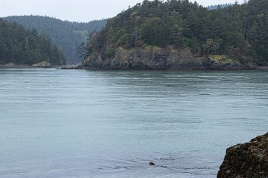 uzun çam ağaçları ile okyanus üzerinde çimenli taş kayalıklar