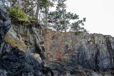 onu kaplayan uzun çam ağaçları ile okyanus üzerinde taş kayalıklar