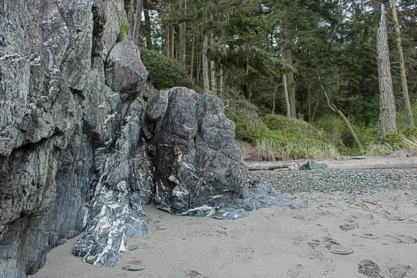 Травянистые каменные скалы над пляжем с высокими соснами, покрывающими его — стоковое фото